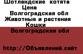 Шотландские  котята. › Цена ­ 2 000 - Волгоградская обл. Животные и растения » Кошки   . Волгоградская обл.